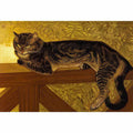 Summer Cat on a Balustrade By Steinlen