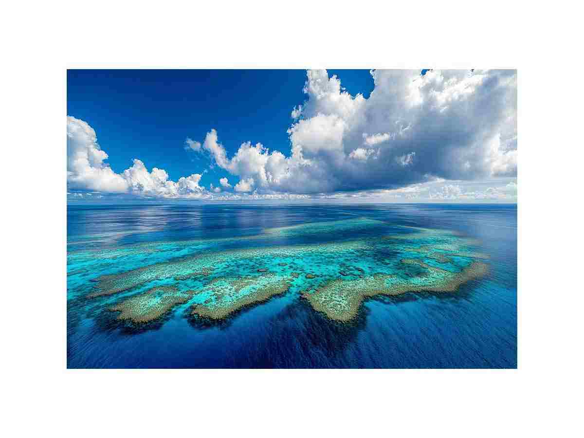 The Coral Kingdom