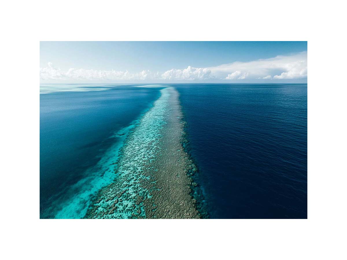 The Coral Kingdom