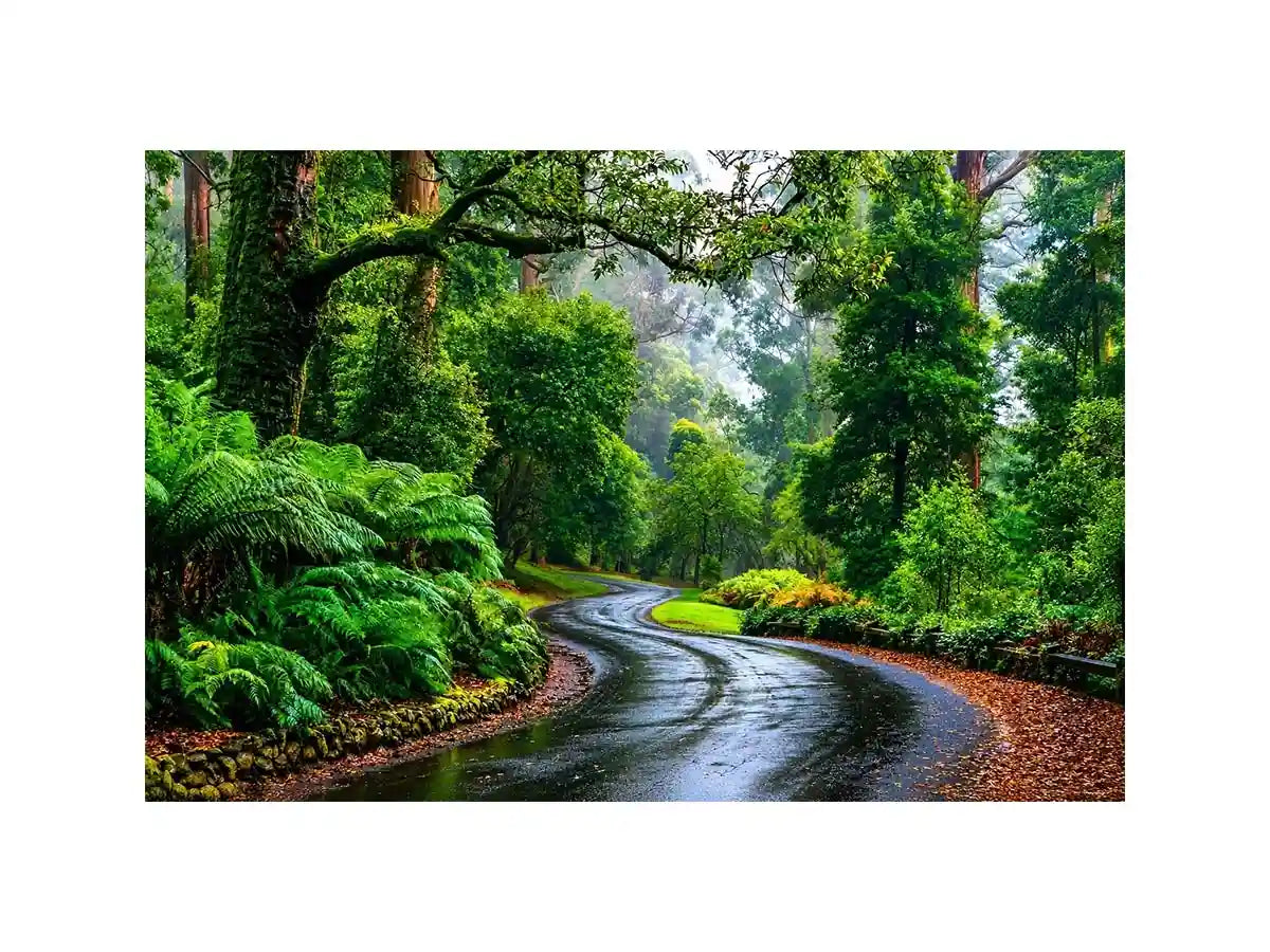 Dandenong Ranges Australia Canvas Print Wall Art
