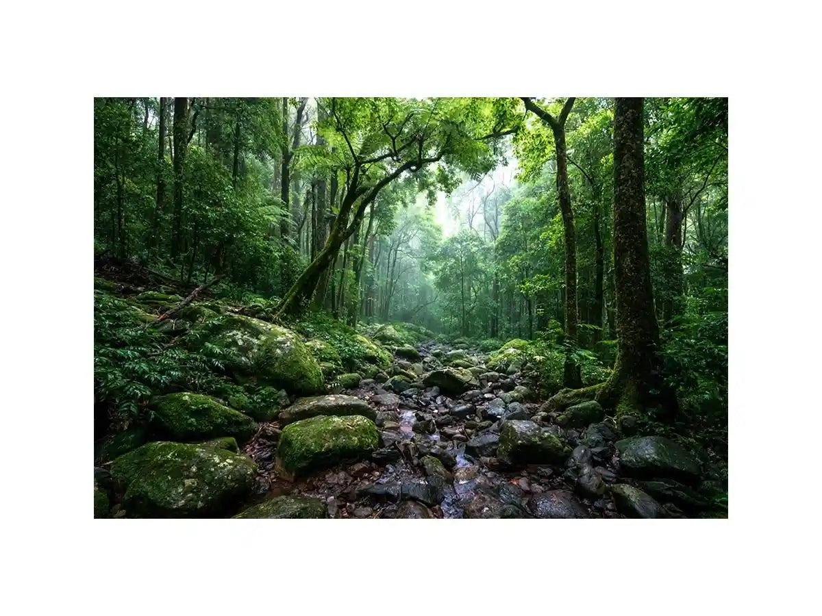 Lamington National Park Landscape Canvas Print