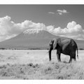 Lonely Elephant 