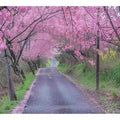 Cherry Blossom Path