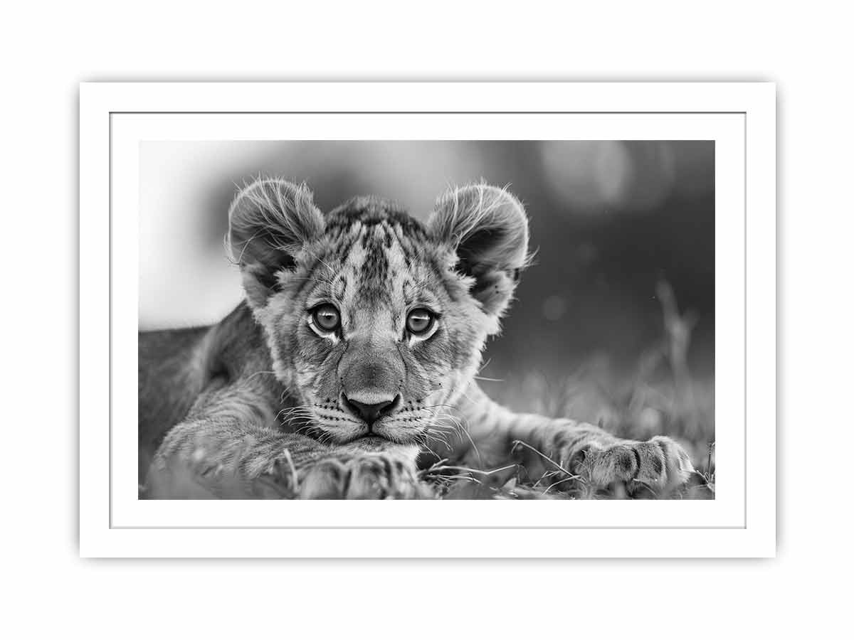 Baby Lion Streched canvas