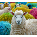 Sheep in the Field