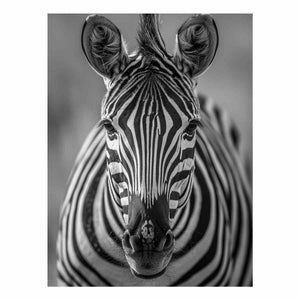 Zebra Stripes