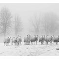 Sheep flock in snowy field canvas art for peaceful farmhouse or bedroom decor.