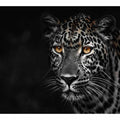 Leopard in Dark