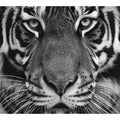 Close-up black and white tiger canvas art for bold modern living room decor.