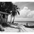 Island Life 