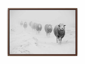 Sheeps in Field  Poster