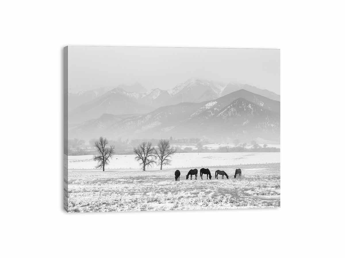 Open Filed Canvas Print