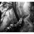 Forest Path