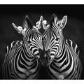 Two Zebras 