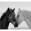 Horses Communicate 