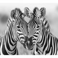 Two Zebras