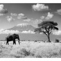 Lonely Elephant