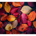 Beautiful Leaves 