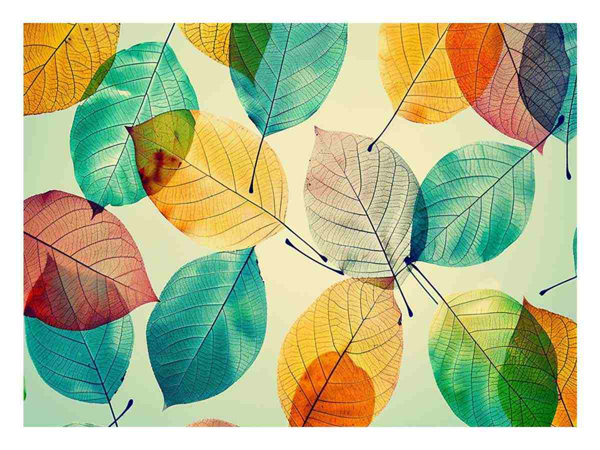 Colorful translucent leaf canvas art for bright modern living room decor.
