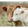Cow Mother &  Child 