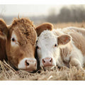 Cow Mother &  Child 