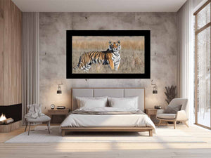 Tiger Wildlife Photography