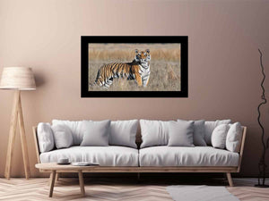 Tiger Wildlife Photography