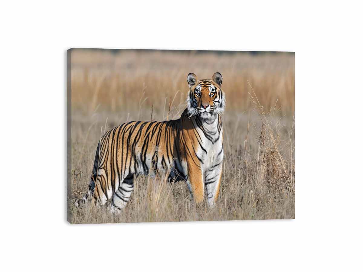 Tiger wildlife photography canvas art in dry grass for bold office or living room decor.