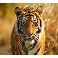 Bengal Tiger 