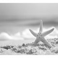 Starfish 