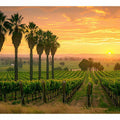 Adeliade  Vineyards