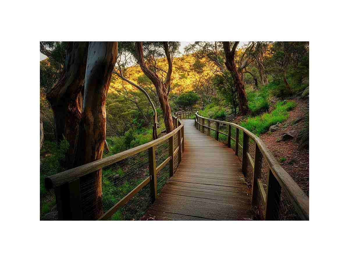 forest boardwalk woodland landscape artwork for modern living room decor