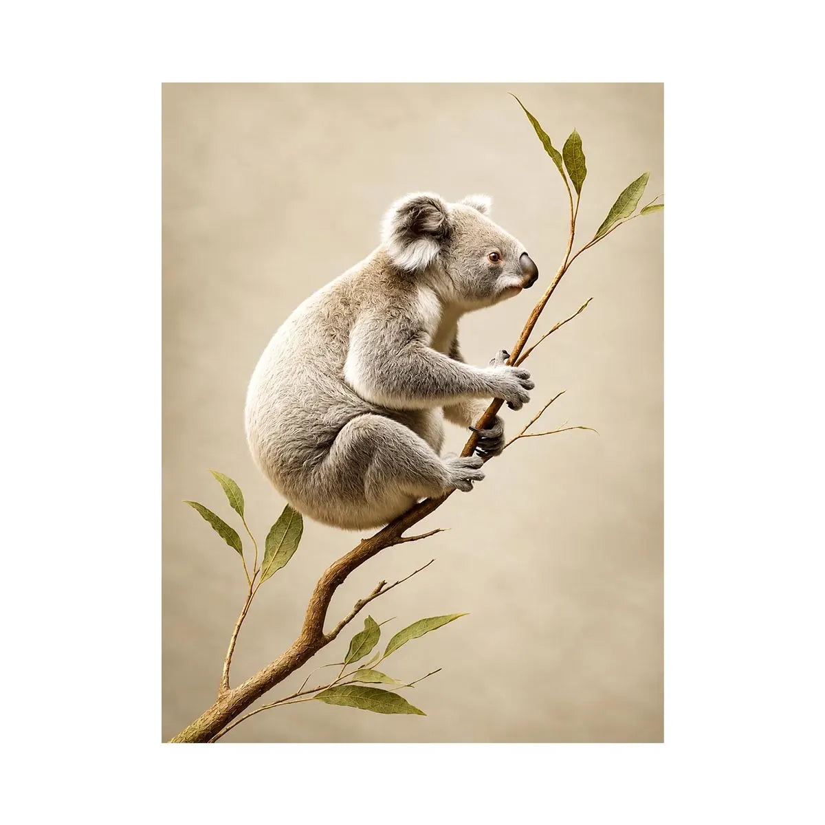   ivory koala canvas art nursery