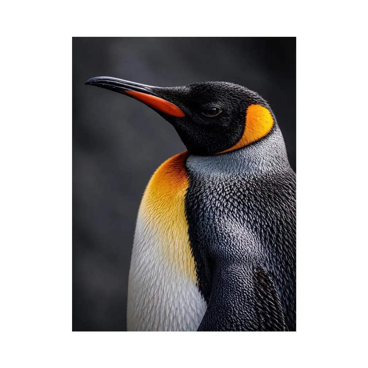 Image Alt Text