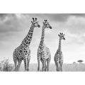 black white giraffe savanna canvas