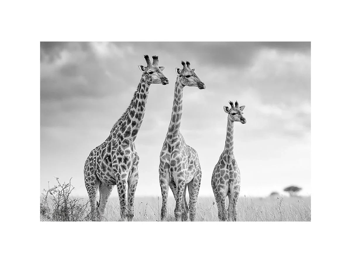 black white giraffe savanna canvas
