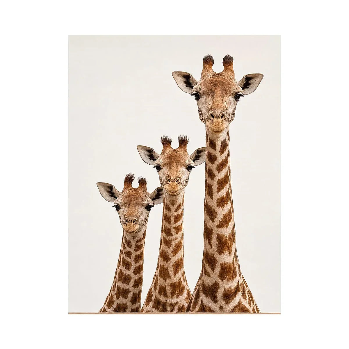 giraffe trio nursery canvas