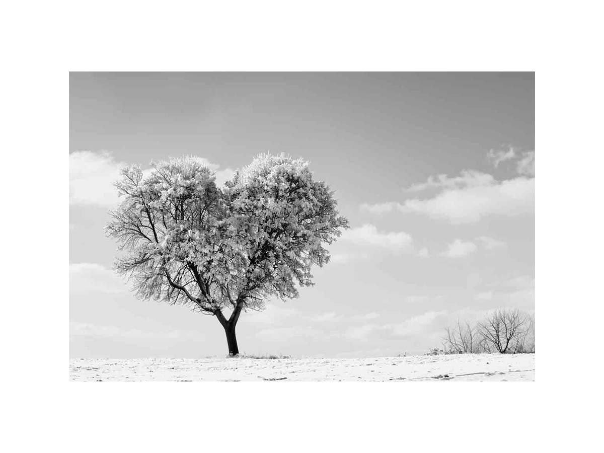 Golden Heart Tree