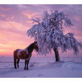 Winter Horse Valley