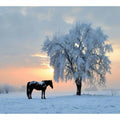 Winter Horse Stillness