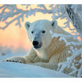 polar-bear-wildlife-snow-canvas-art-sunm511.jpg