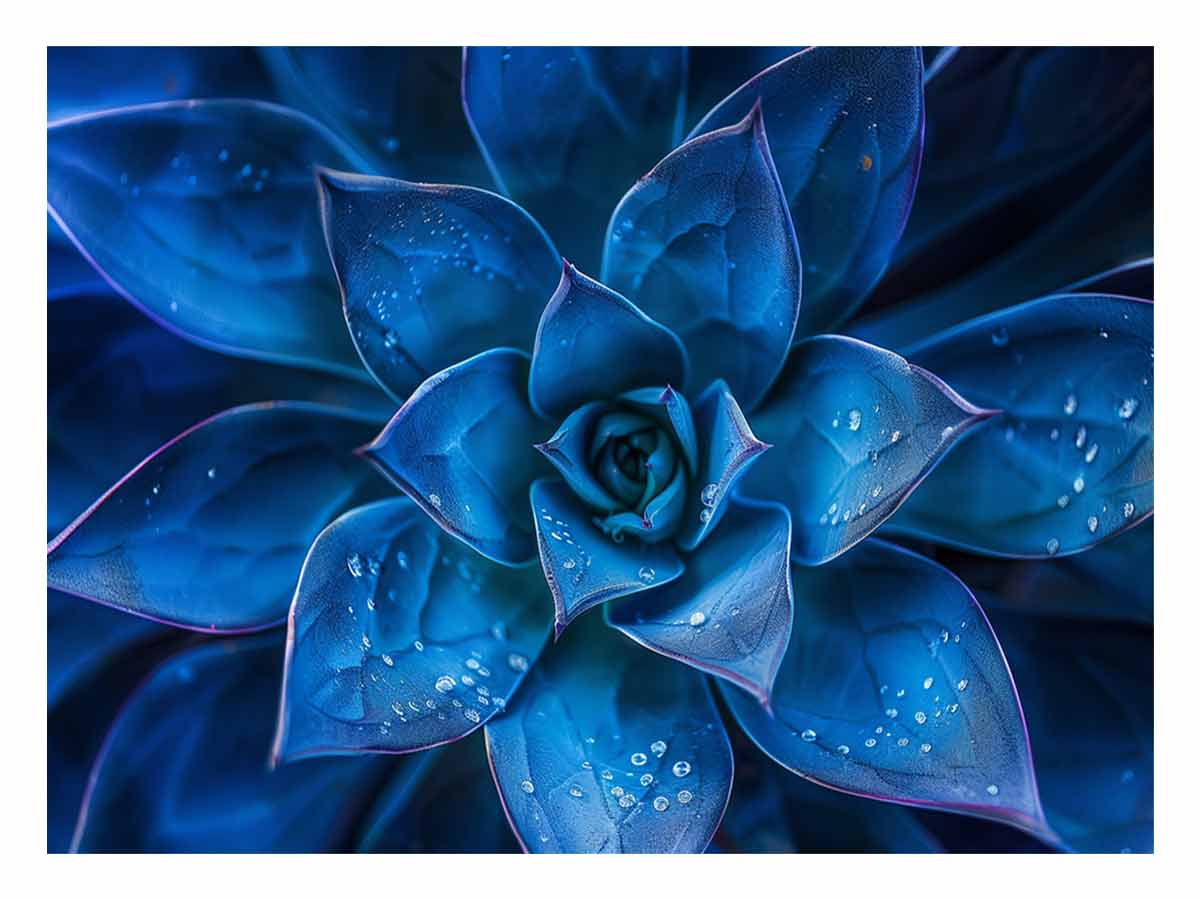 midnight-blue-succulent-canvas-sunm540.jpg