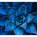 Blue Centre