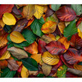 Coloful Autumn