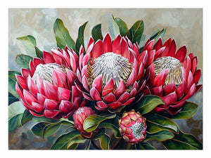 Crimson Waratah Bloom