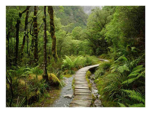 Milford Track Alpine Wilderness