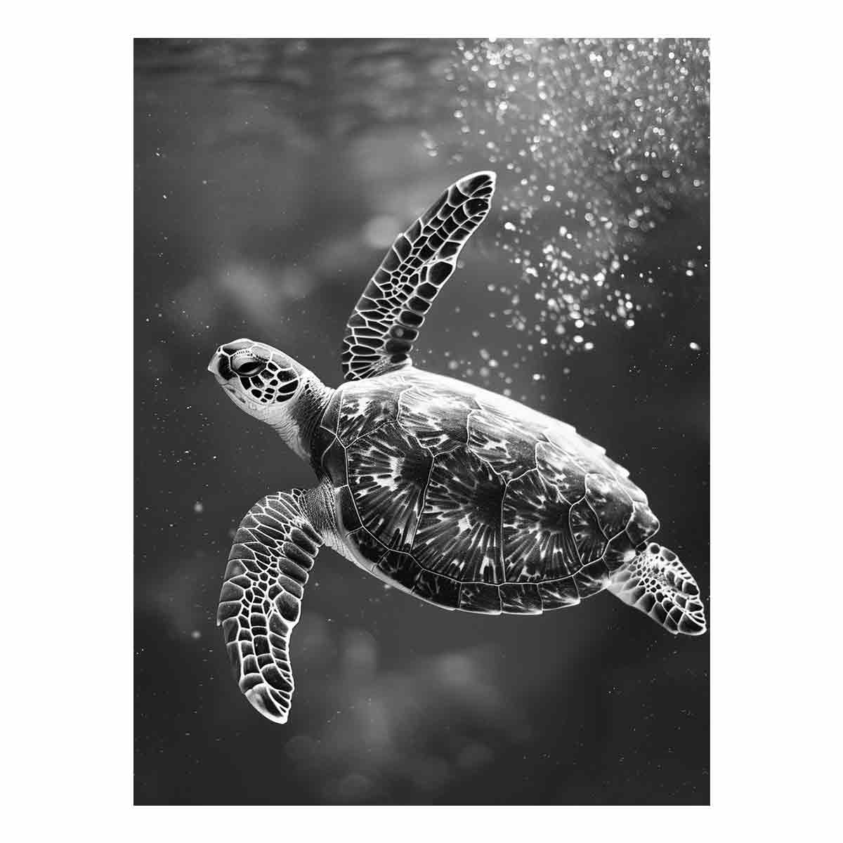 Underwater Turtle Ocean Drift
