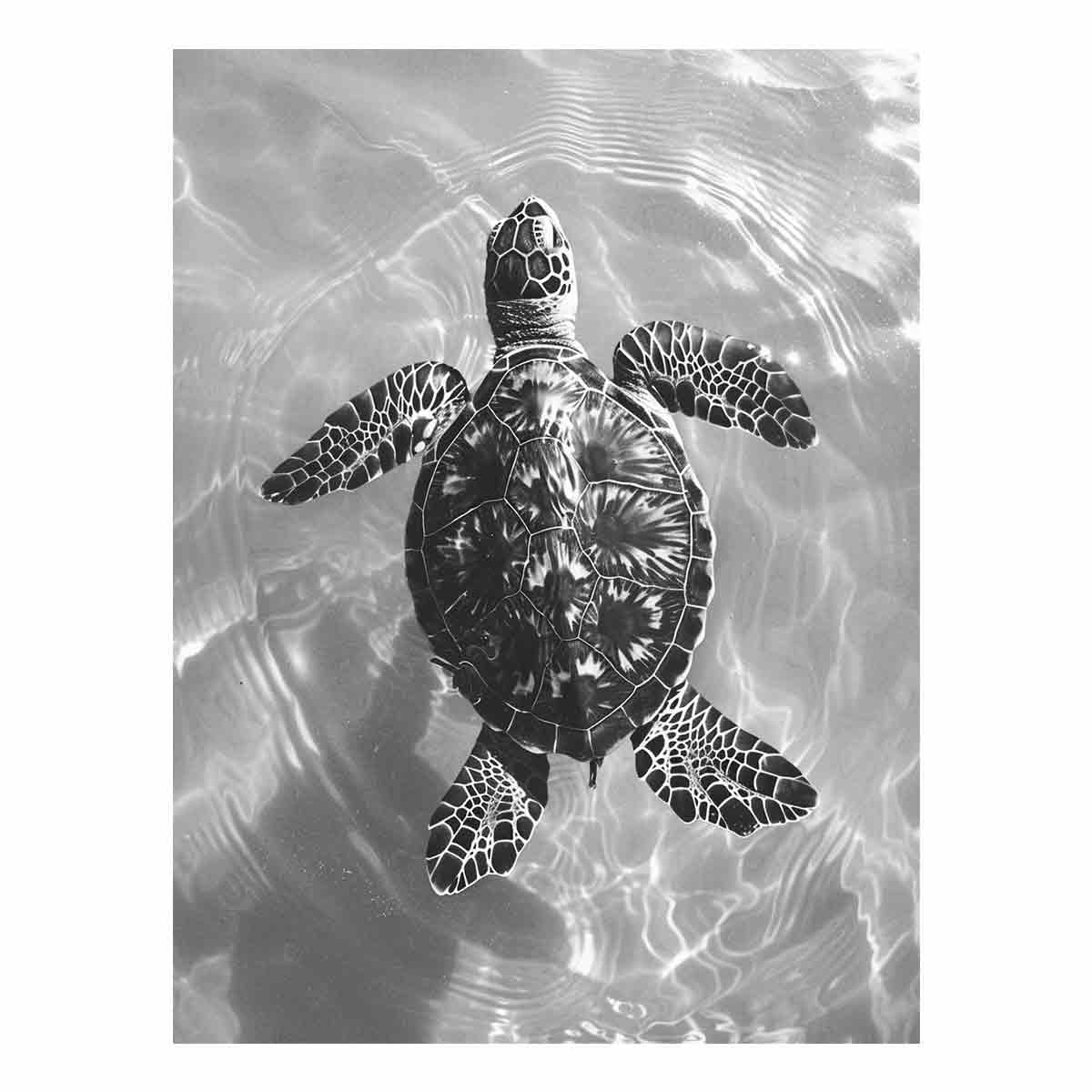 black-white-sea-turtle-coastal-canvas-print-sunm807.png