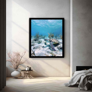 Underwater Turtle Ocean Drift