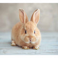 Cute Rabbit